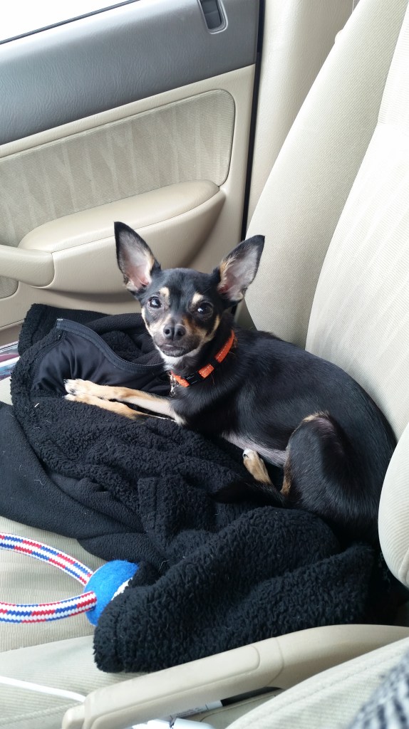 Mystic in the car on the way to my house