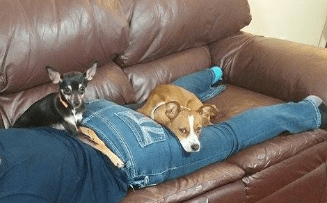 Two velcro dogs. Look at those legs!