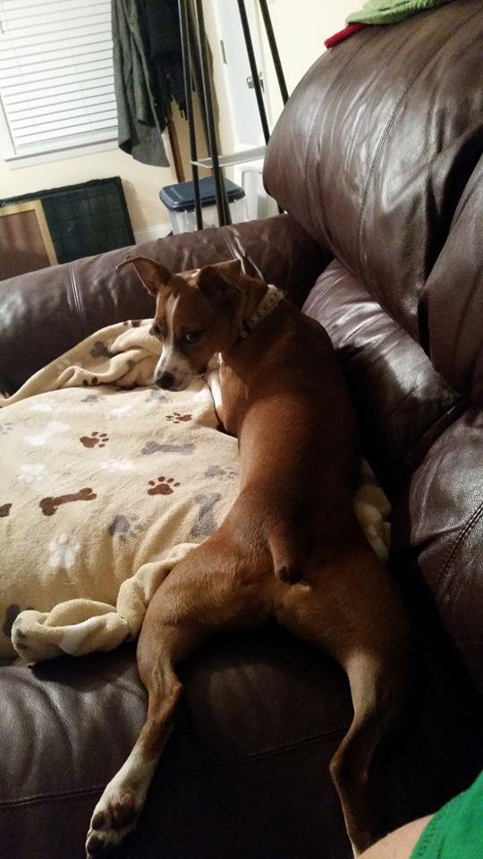 This dog has supermodel in her genes