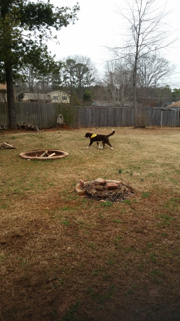 Trotting along, enjoying the yard