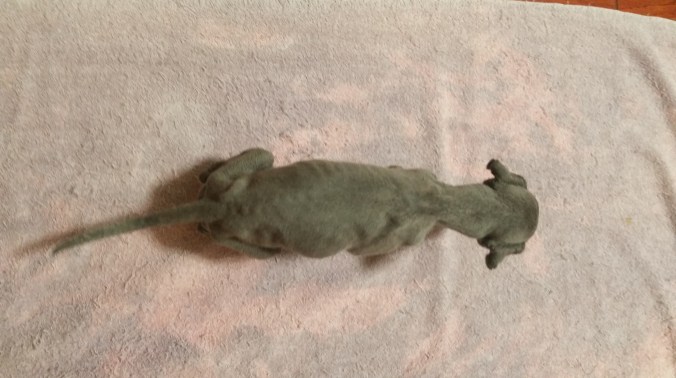 On his right side you can see a bolus sticking out.