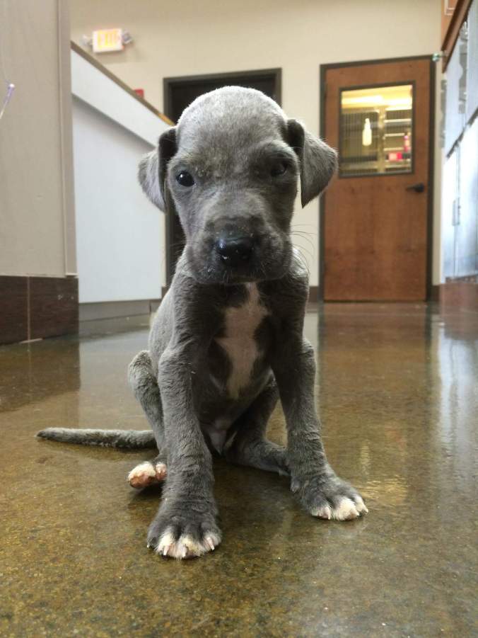 Starting to look like a puppy!