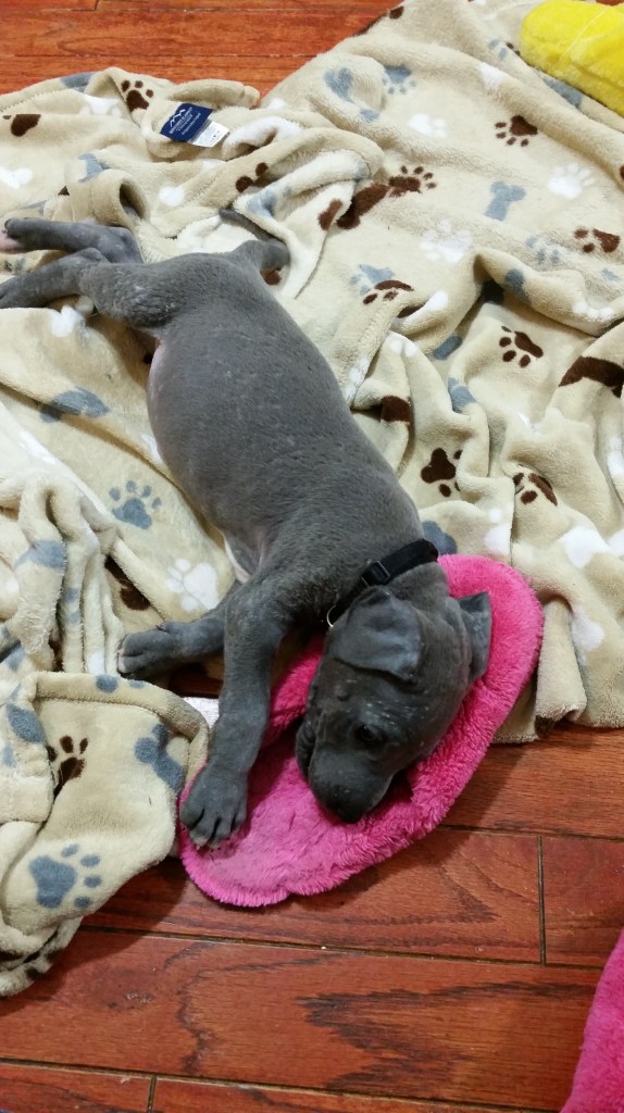 9 weeks old and able to totally dominate a slipper.